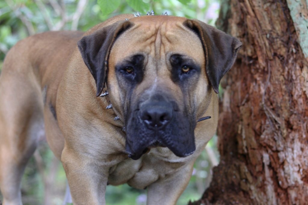 Barbarian Tanka Guardian Boerboels 