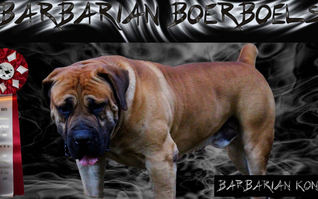 Barbarian Konan (father) 2013 UNITED STATES HIGHEST APPRAISED BOERBOEL 91.9%