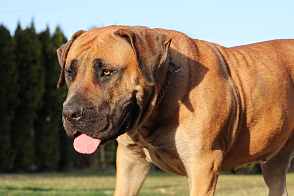 Barbarian Tanka Guardian Boerboels 