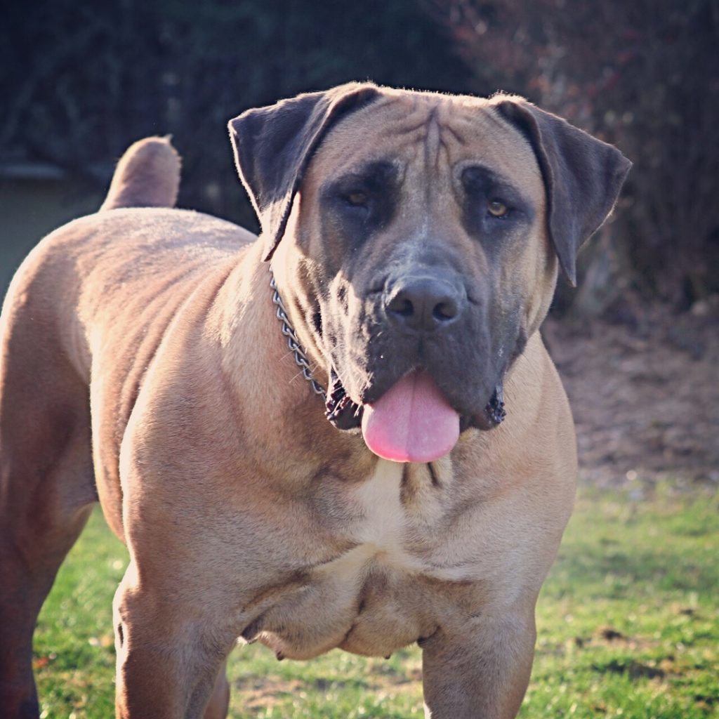 Barbarian Tanka Guardian Boerboels 