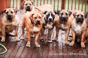 Guardian Boerboels