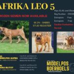View Afrika Leo 5 - 89.1%