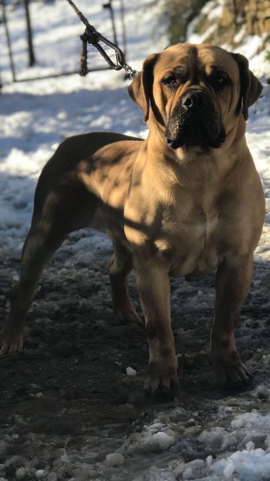 koni boerboel