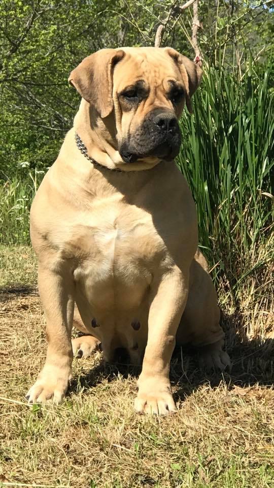 koni boerboel