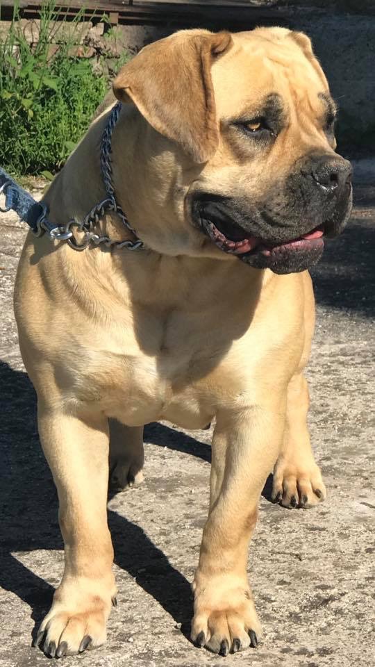 koni boerboel