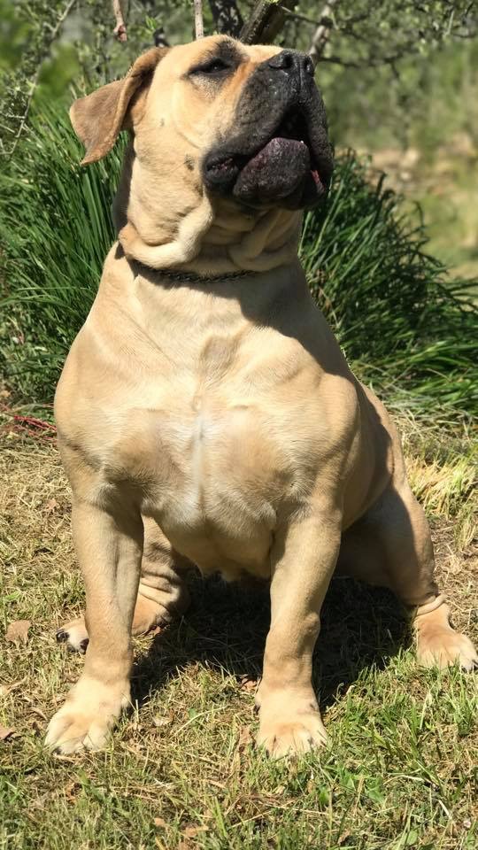 koni boerboel