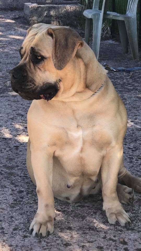 koni boerboel