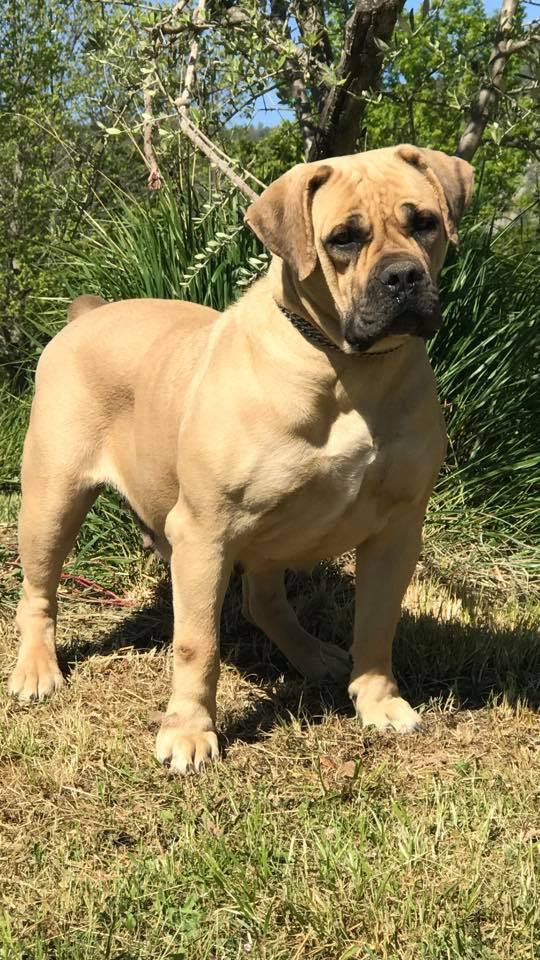 koni boerboel