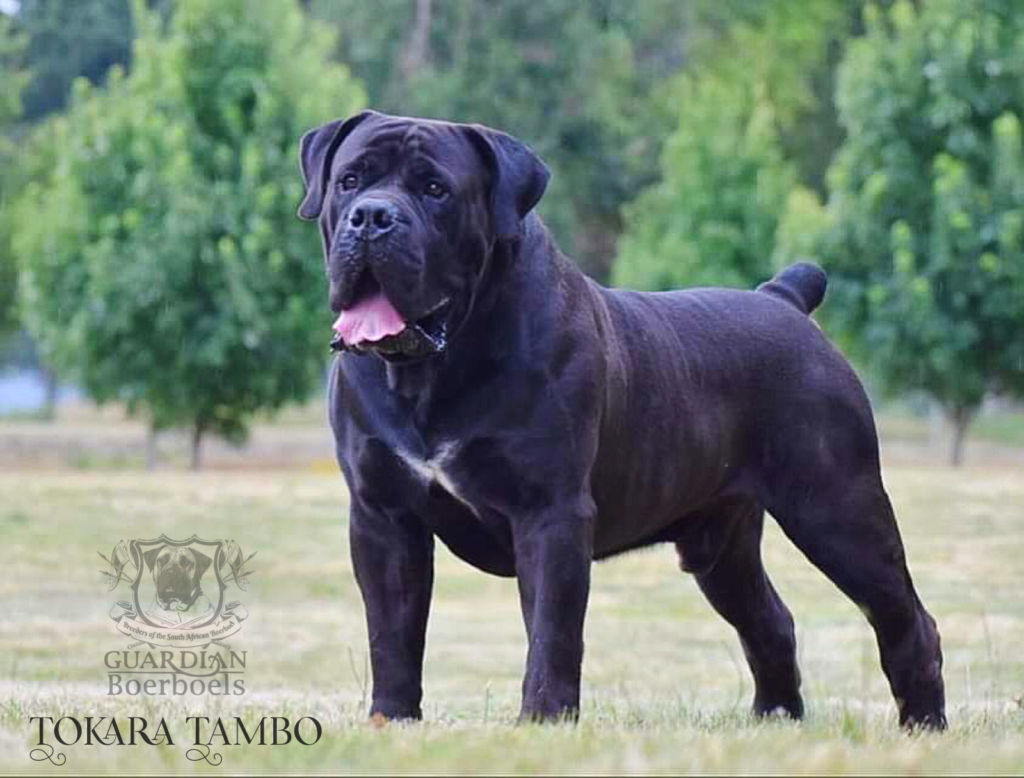Guardian Boerboels Tokara Tambo