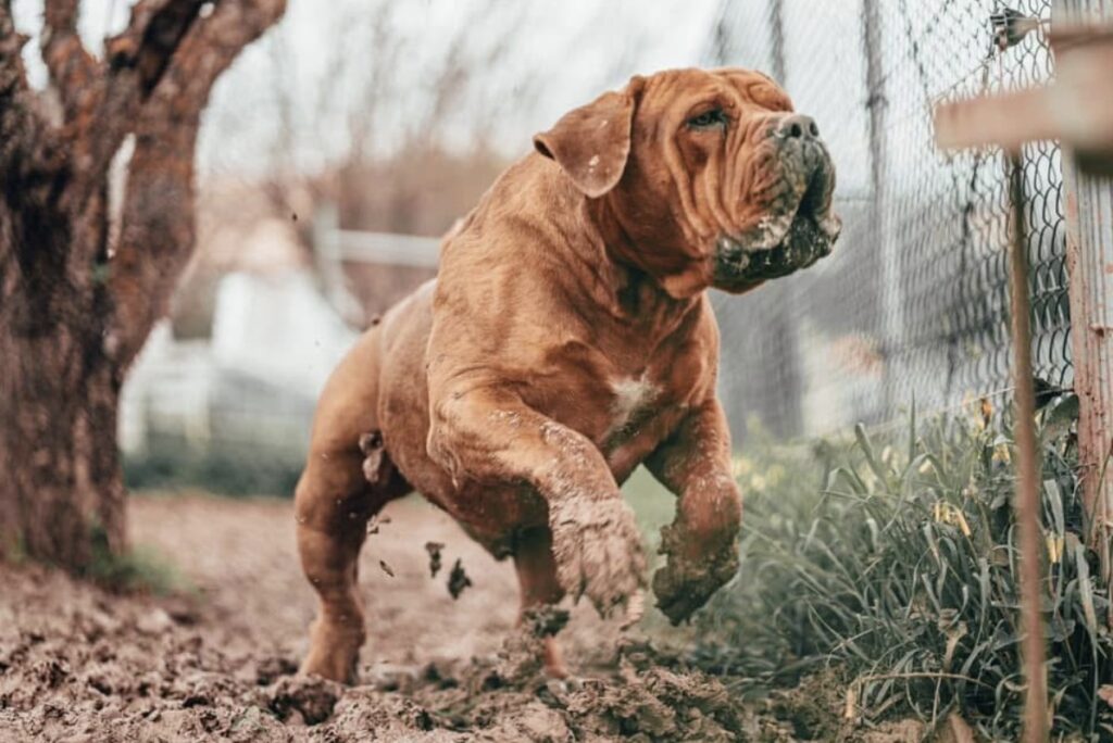 SIRE: AFRIKA TARZAN 85.1% SABT