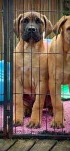 Guardian Queen-B x Outlaw Drax pup