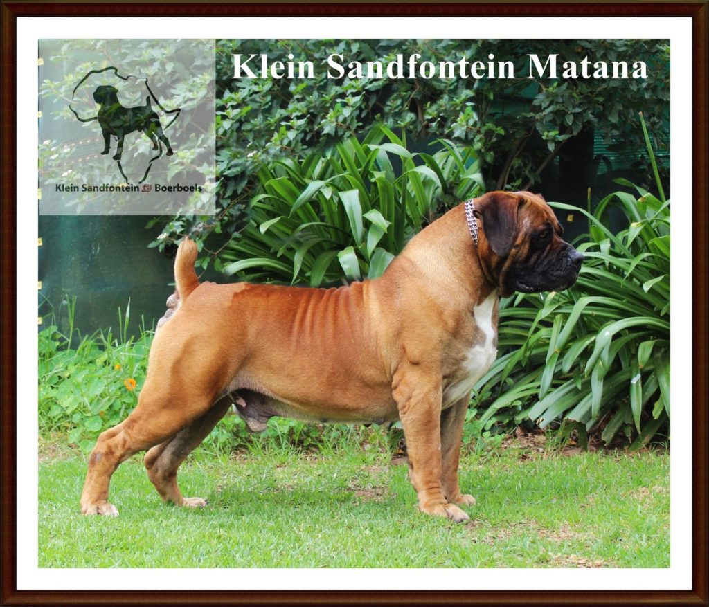 Klein Sandfontein Lilly (Available/Retired) FREE | Guardian Boerboels