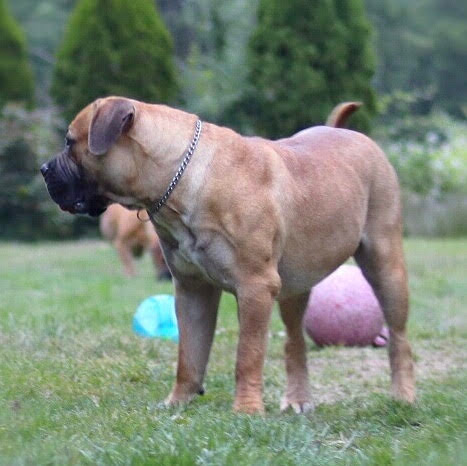 Our Males – Guardian Boerboels