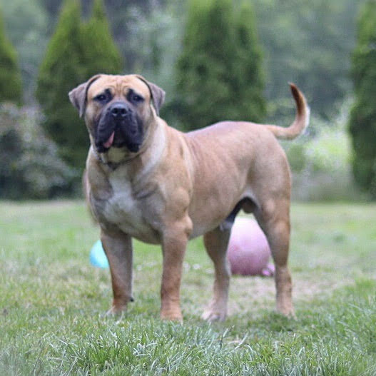 Our Males – Guardian Boerboels