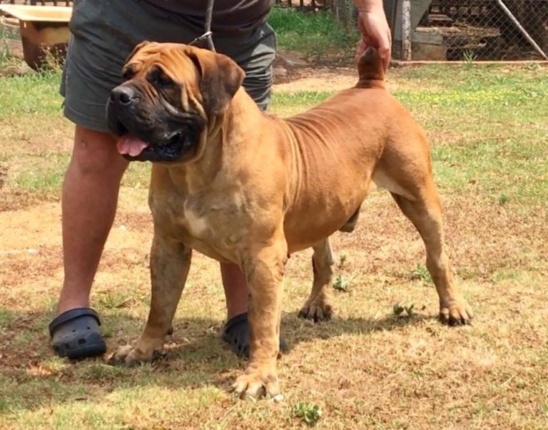 Tokara Tambo | Guardian Boerboels