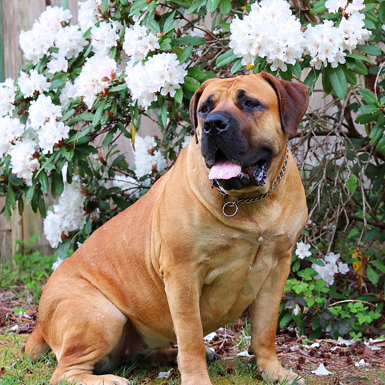 Barbarian Jazmine CGC | Guardian Boerboels