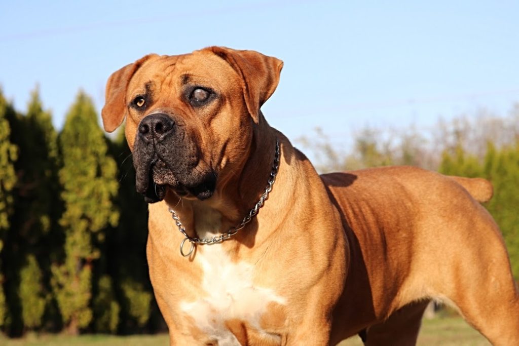 Boerboel Females – Guardian Boerboels