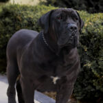 View Guardian King Kong (Retired)