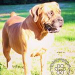 View Bonebluff Roxanne (Roxy) x Guardian Brutus - 2 MALES & 4 FEMALES AVAILABLE (ALL BLACK)