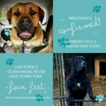 View Guardian Ayla x Guardian King Kong - 2 MALE AVAILABLE **PRICE REDUCED**