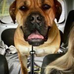 View Guardian Ayla 91.8%