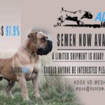 View Guardian Karma x Middelpos Alpha - 1 FEMALE AVAILABLE