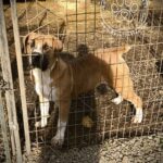 View Guardian BeefCake