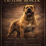 View Guardian Ayla x Outlaw Roscoe